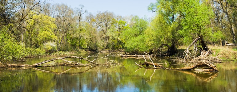 Lužní krajina v CHKO Soutok.