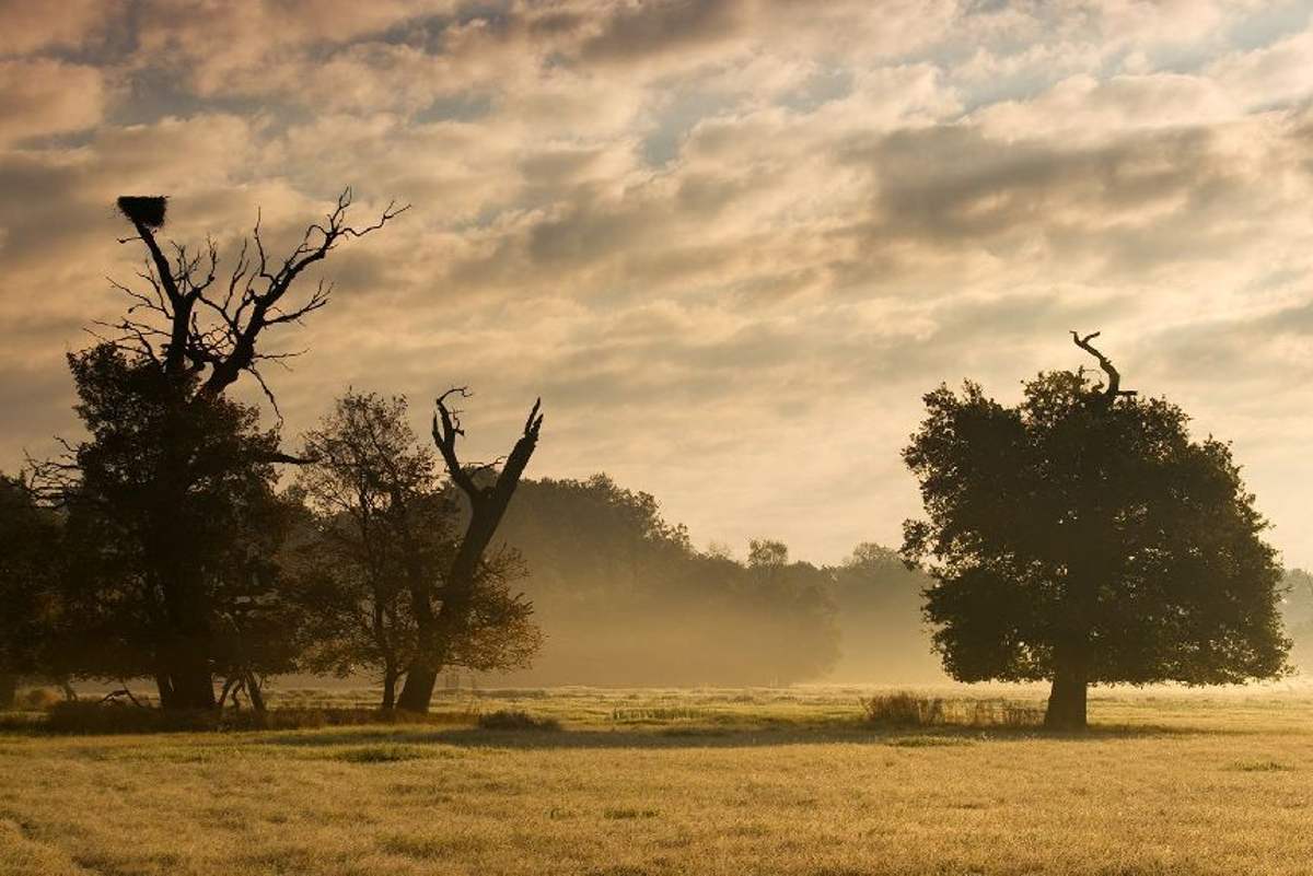 Mohutné staroduby jsou neodmyslitelným symbolem celé oblasti.