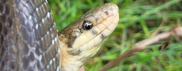 Užovka stromová v CHKO Soutok