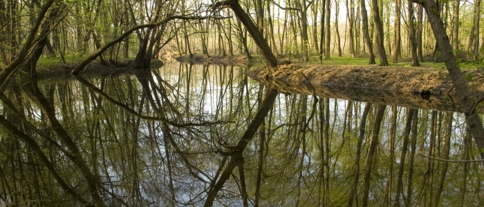 Řeka Dyje v oblasti Soutoku