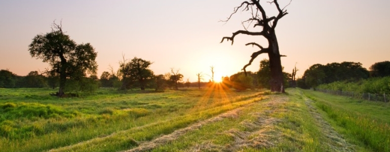 Oblast soutoku Moravy a Dyje