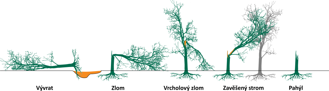 Ilustrace typů poškození stromů