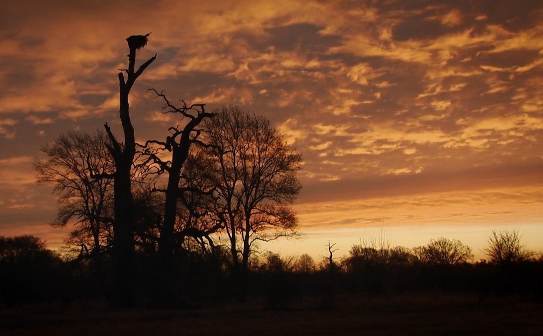 Tajemné stromy na Pohansku