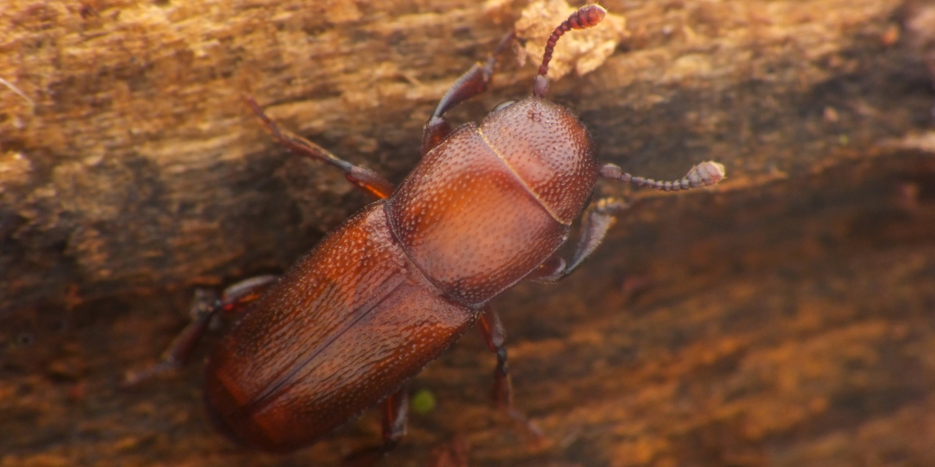 lesknáček dubový (Pityophagus quercus)