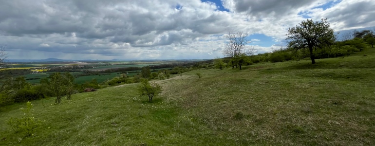 Pohled na stráň s rozvolněně rostoucími ovocnými stromy.