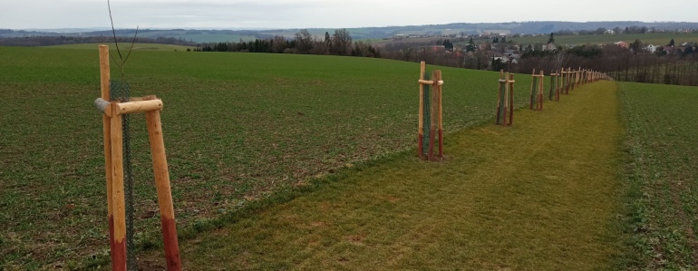 Nově vysazené stromořadí.