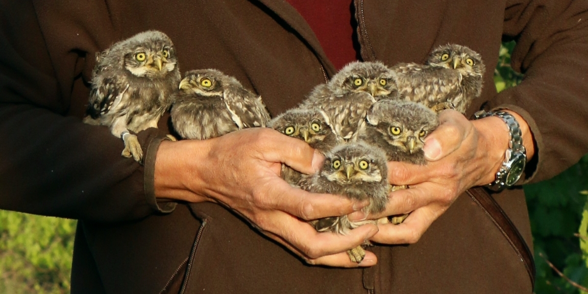 Sedm mladých sýčků