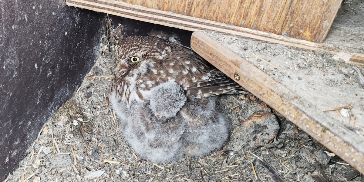 Samice s mlaďaty sýčků