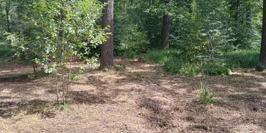 Rozsáhlé kosení a redukce invazních rostlin v NPP Hodonínská Dúbrava