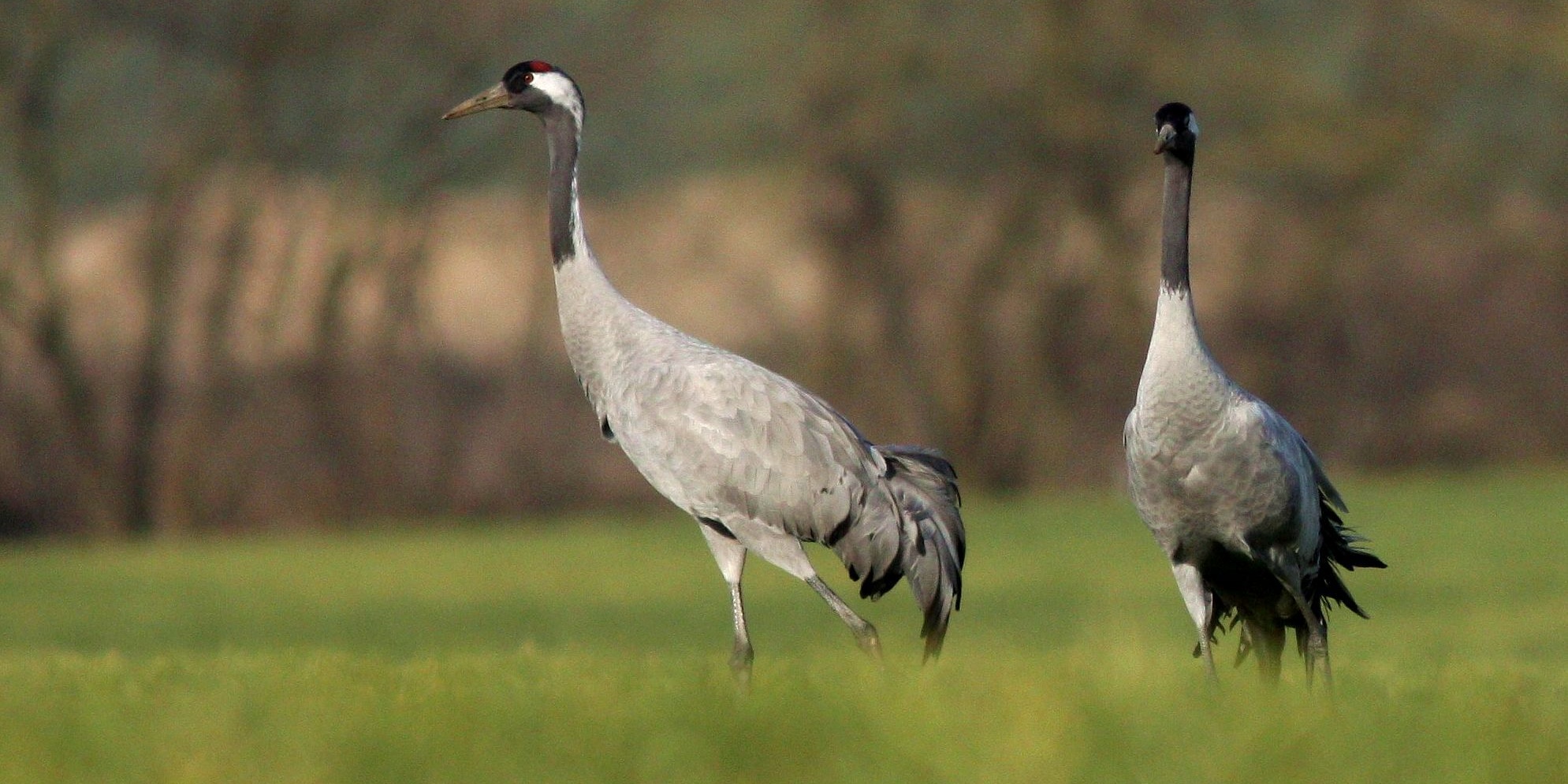 jeřábi, foto: Václav Hlaváč