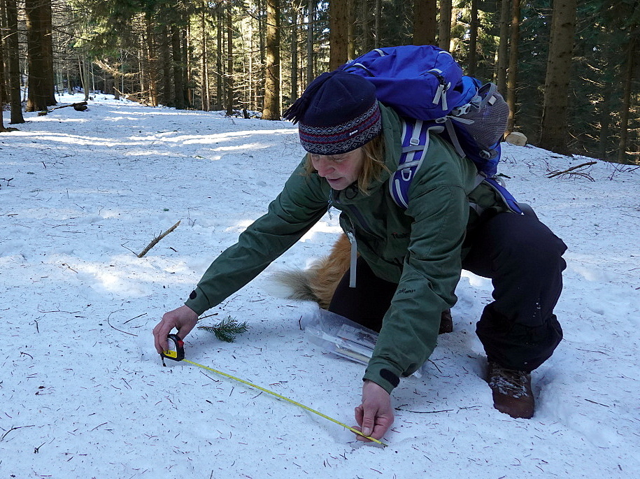 Průběh mapování velkých šelem v Beskydech.
