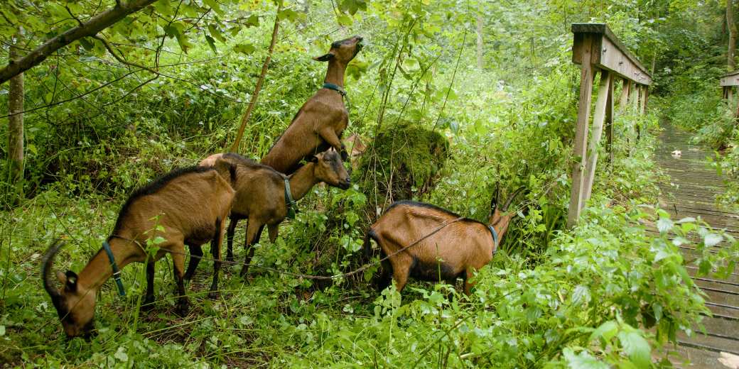 Pastva koz v Národní přírodní památce Peklo. Foto Šárka Mazánková