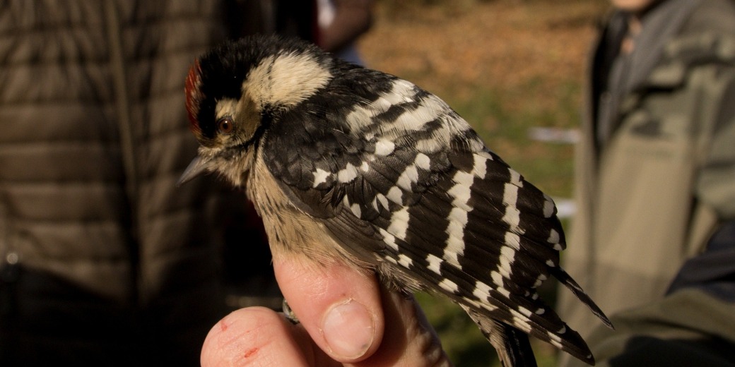 Detail ptáka na ruce účastníka.