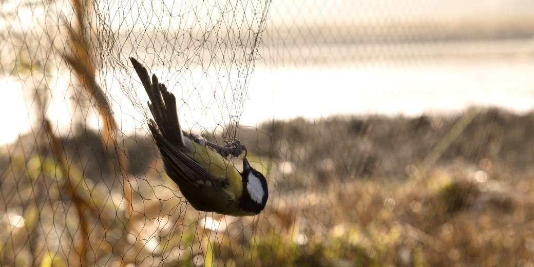 Sýkorka zachycená v síti.