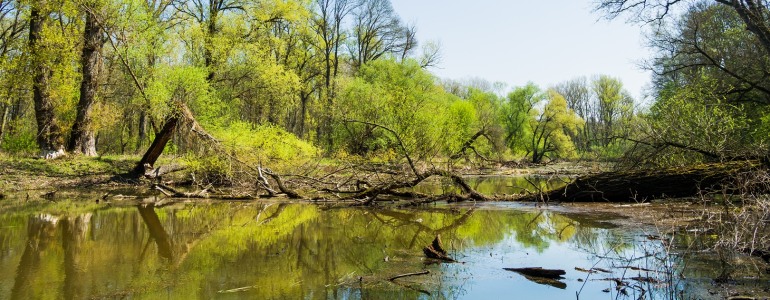 Pohled do nivy v oblasti soutoku Moravy a Dyje.
