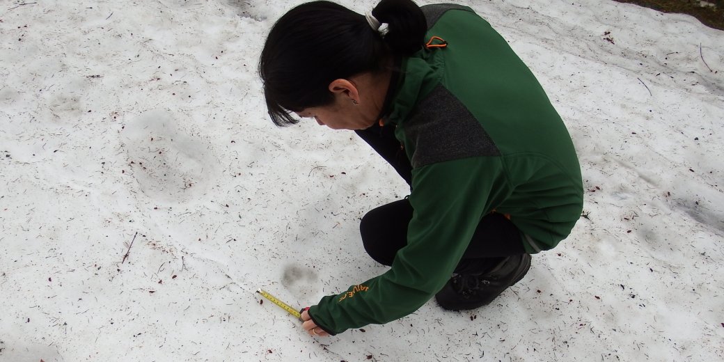 Pracovnice AOPK ČR s sklání nad stopou vlka a měří ji.
