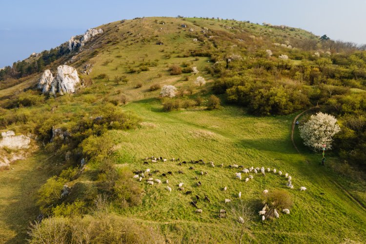 Volná pastva ovcí a koz v NPR Tabulová.