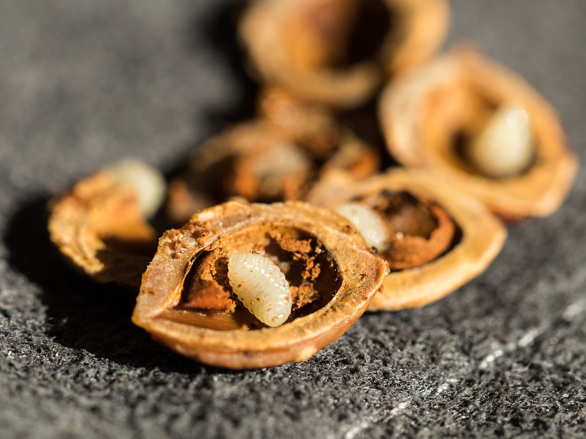 Larvy tmavky švestkové. Autor: M. Skalský