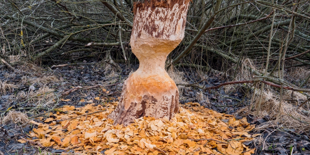 Tree bitten by a beaver