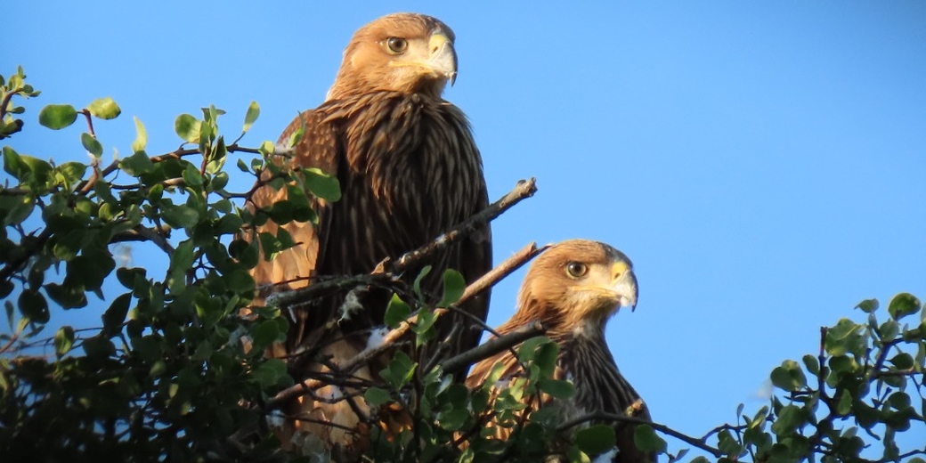Eastern imperial eagles (Aquila heliaca) 