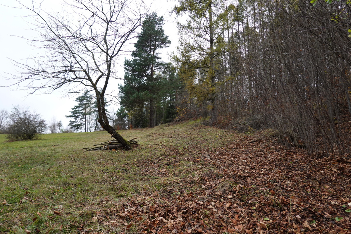 Přírodní památka Stříbrník po výřezu