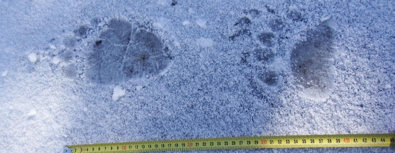 Zimní mapování šelem dle zanechaných stop. 