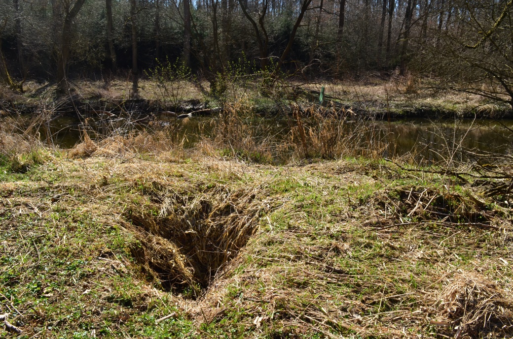 Pobytové stopy bobra u Blanice - nora.