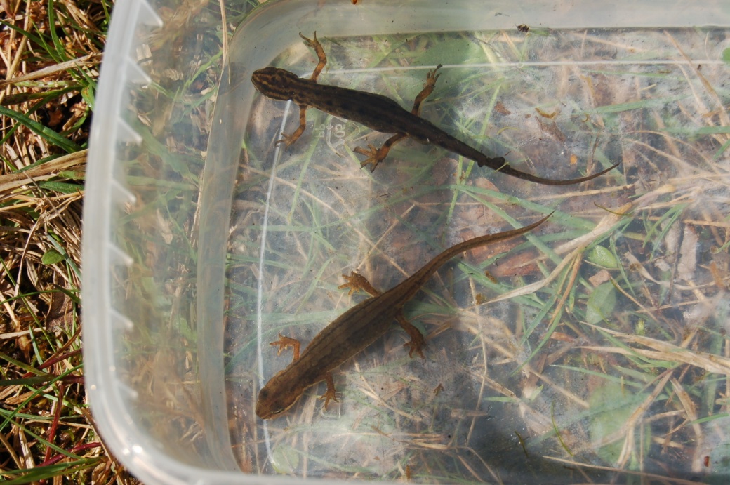 Dva čolci obecní v nádobce.