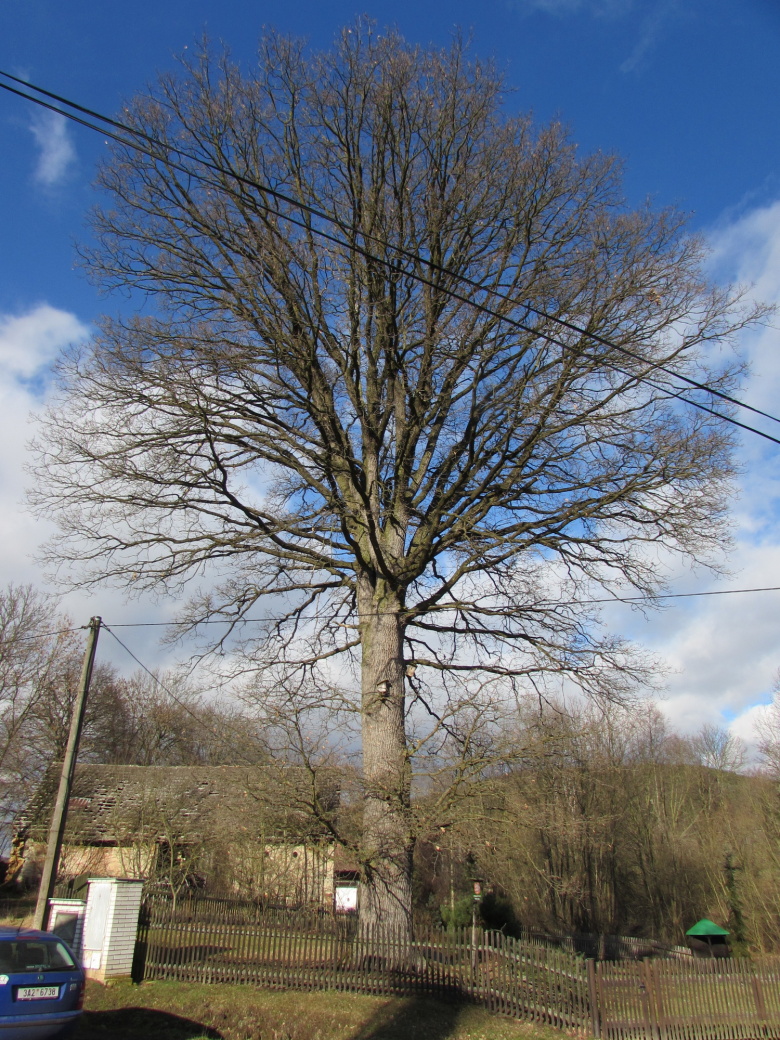 Dub v Křížovské Lhotě.