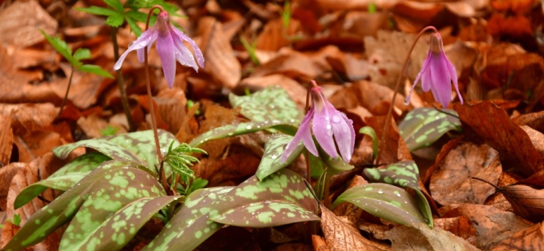 Kvetoucí kandík psí zub.