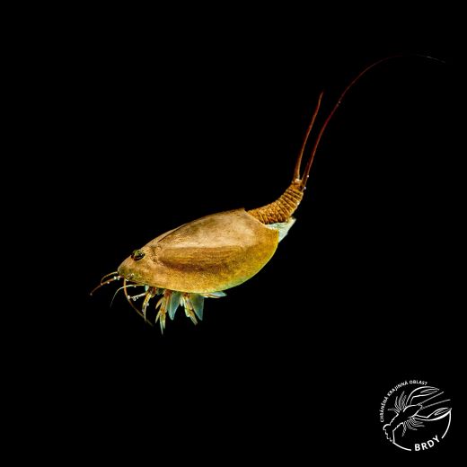 Listonoh letní se vznáší ve vodním sloupci.