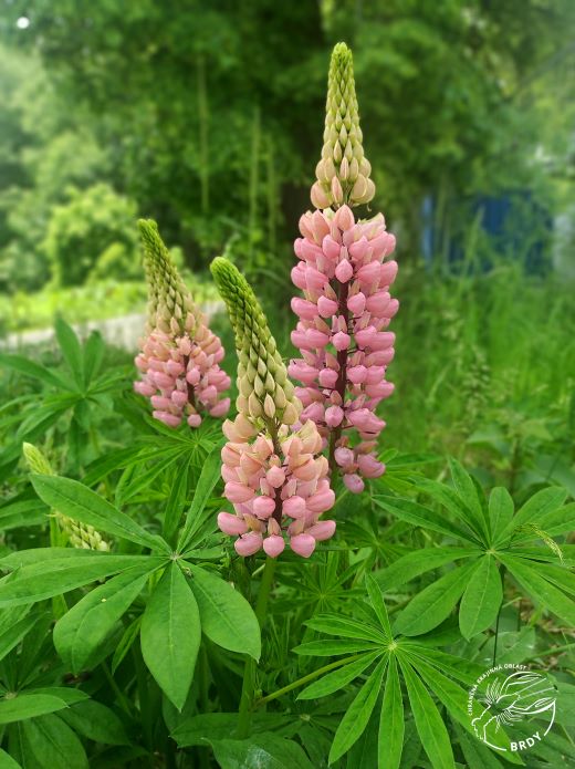 růžová květenství lupiny