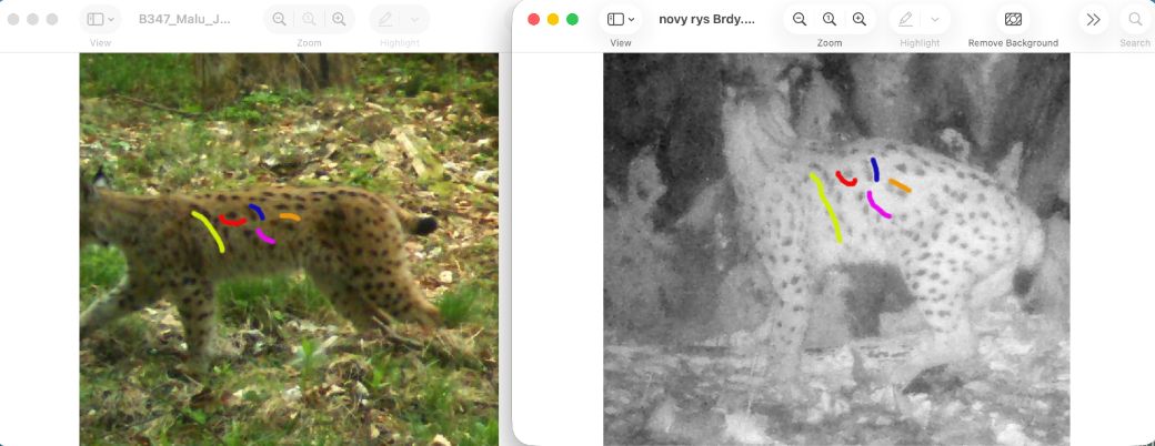 Dvojice fotografií rysa zachyceného v národním parku Bavorský les a rysa zachyceného v CHKO Brdy, tentokrát s označenými skvrnami podle, kterých byl identifikován jako stejný jedinec.