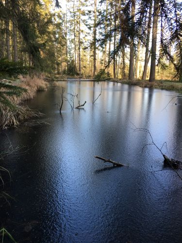 Ledové zrcadlení mokřadu.