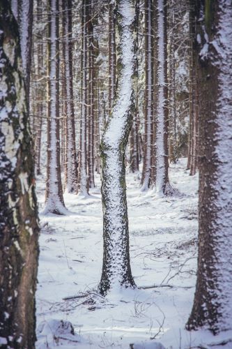 Zasněžená krajina Brd.