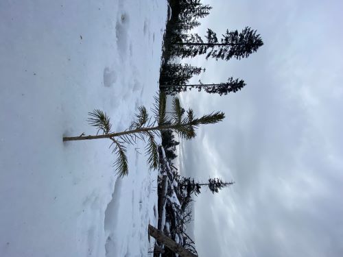 Zasněžená krajina Brd.