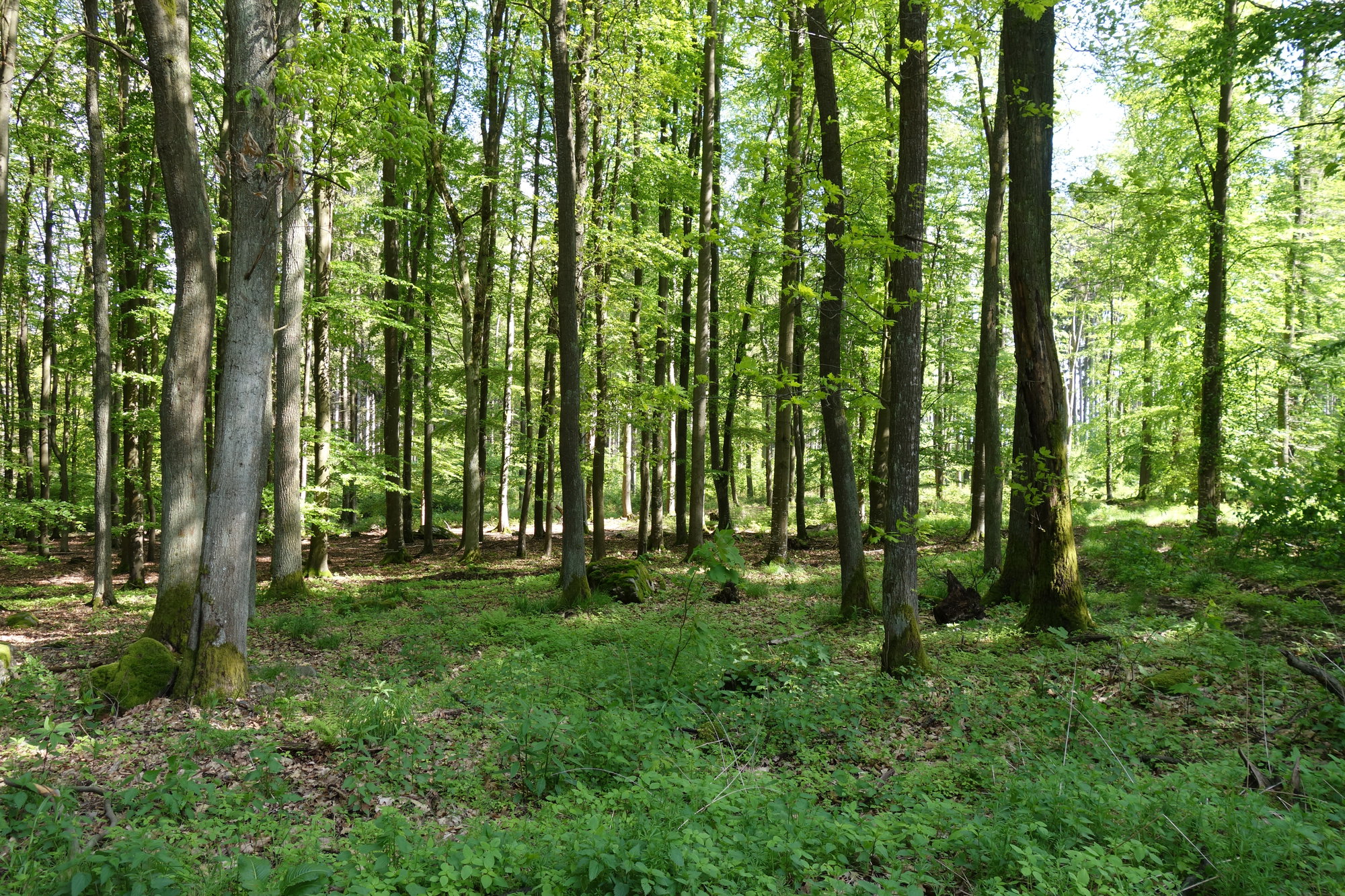 Les na Petráčkově hoře