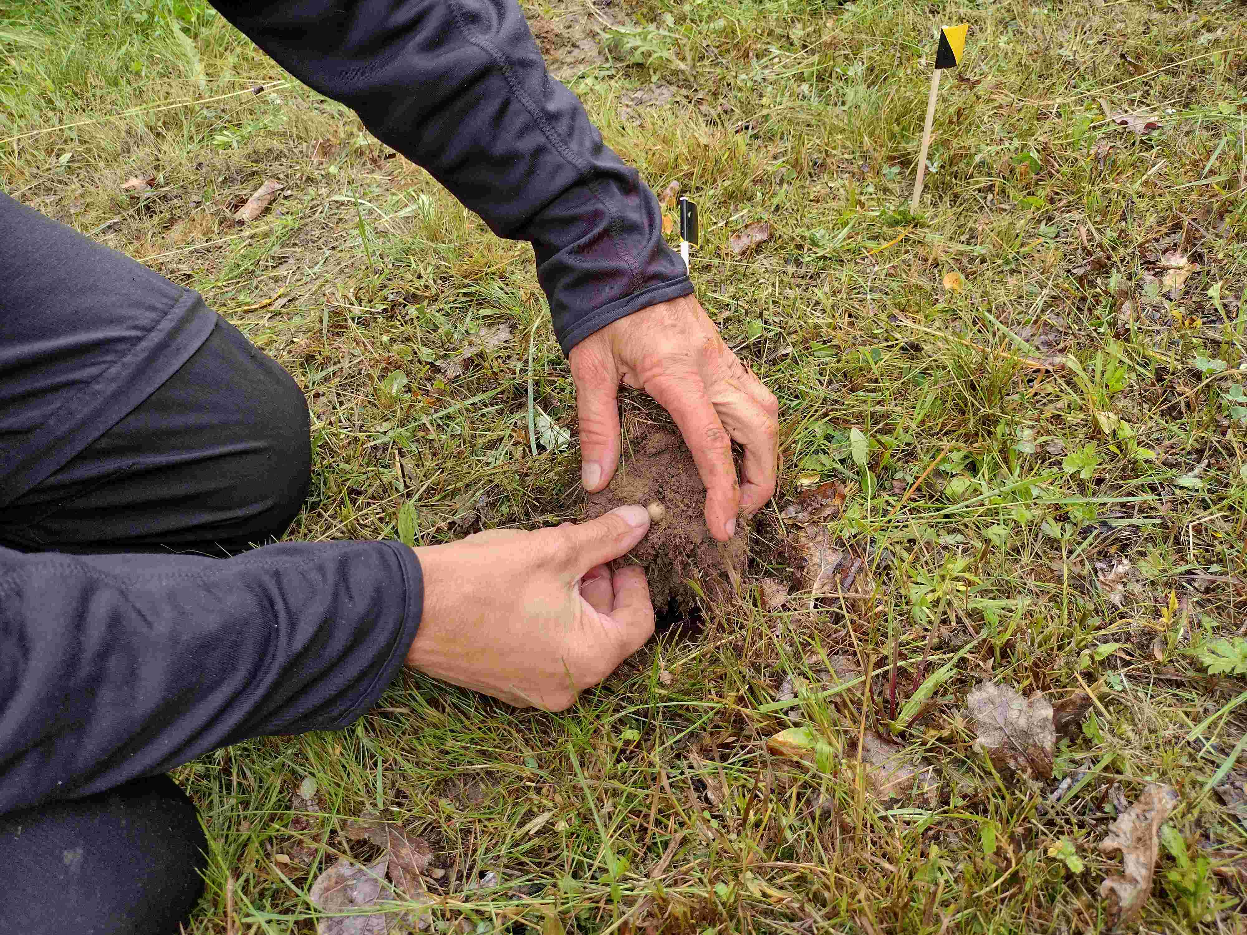 Hlízy botanici pečlivě umísťují do drnu na připravené místo, autor: Kateřina Tremlová