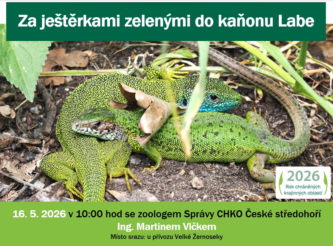 Za ještěrkami zelenými do kaňonu Labe