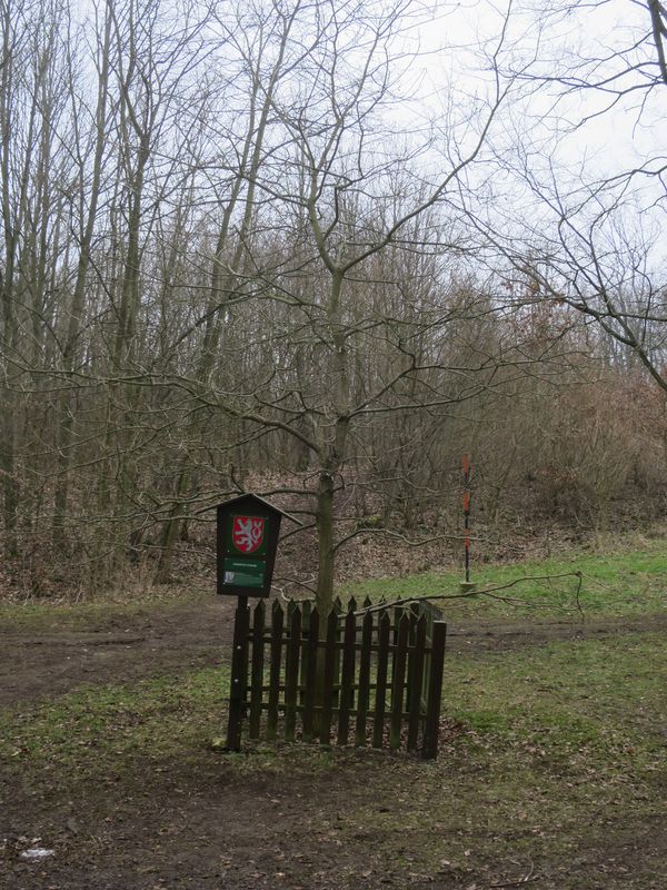 Nejmladší památný strom v CHKO Český kras.