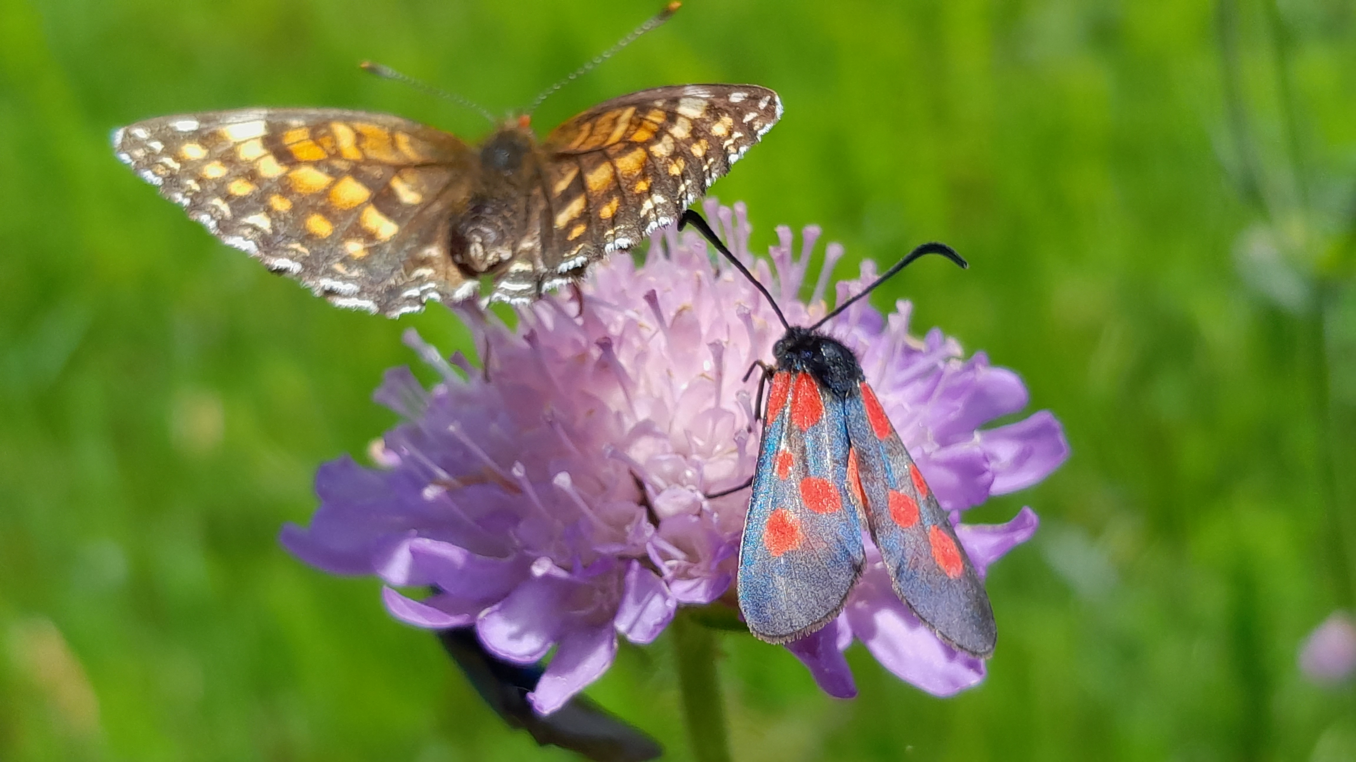 perleťovec a vřetenuška na chrastavci