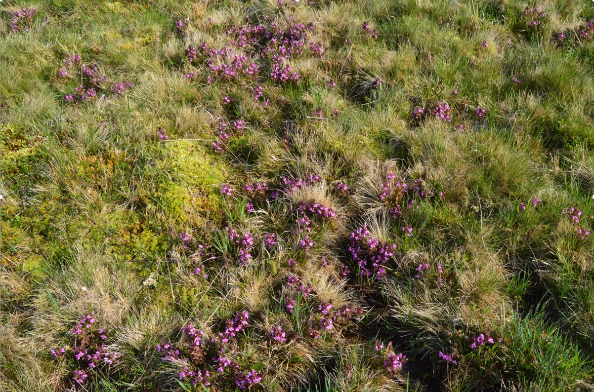 loučka s všivcem lesním