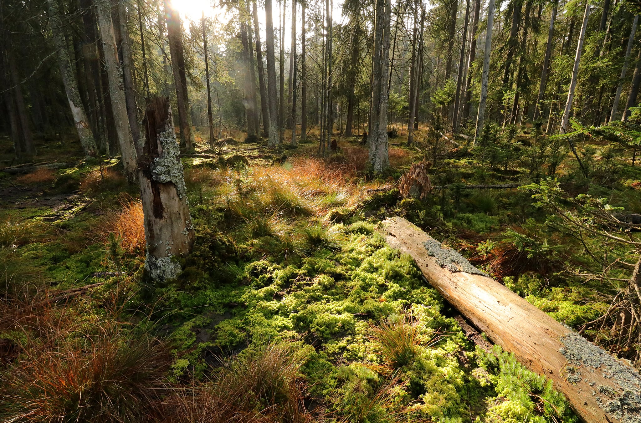 rašeliniště v přírodní rezervaci Pavlova Huť