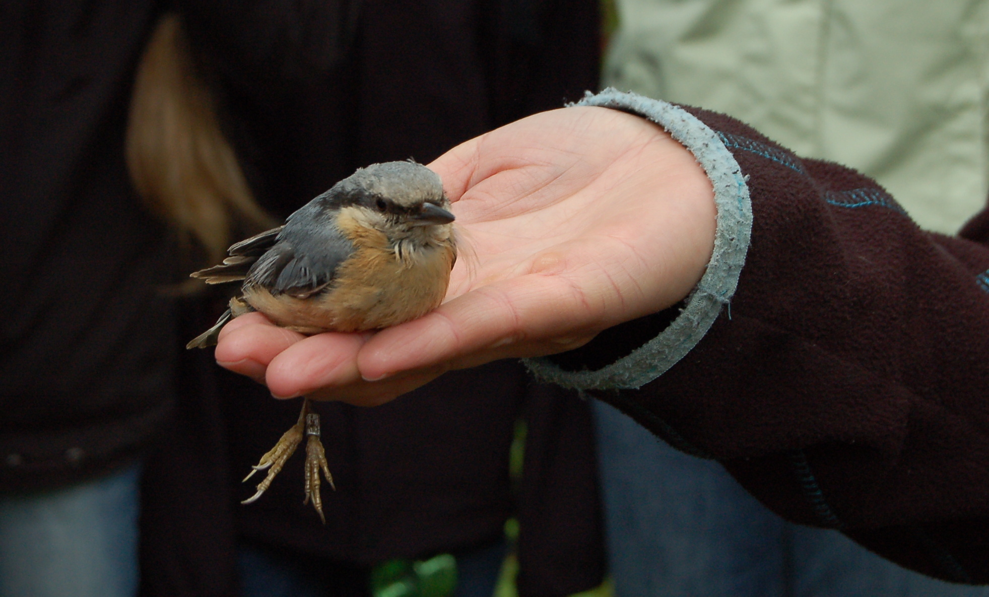 brhlík v ruce ornitologa 