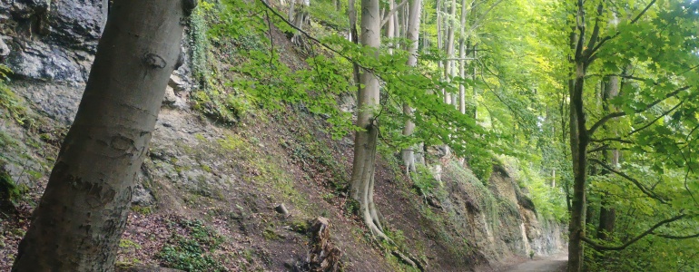 Suťové lesy, foto Jan Višinský