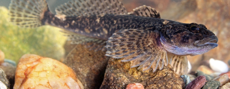Vranka obecná - foto Jiří Neudert