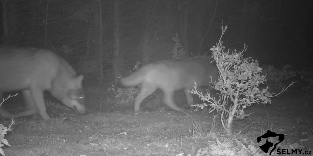 Kolem fotopasti procházejí v noci dva vlci.