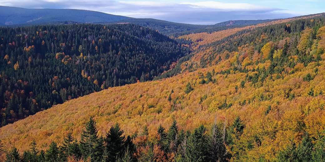 Letecký pohled na lesy v přírodní rezervaci Skalní potok.