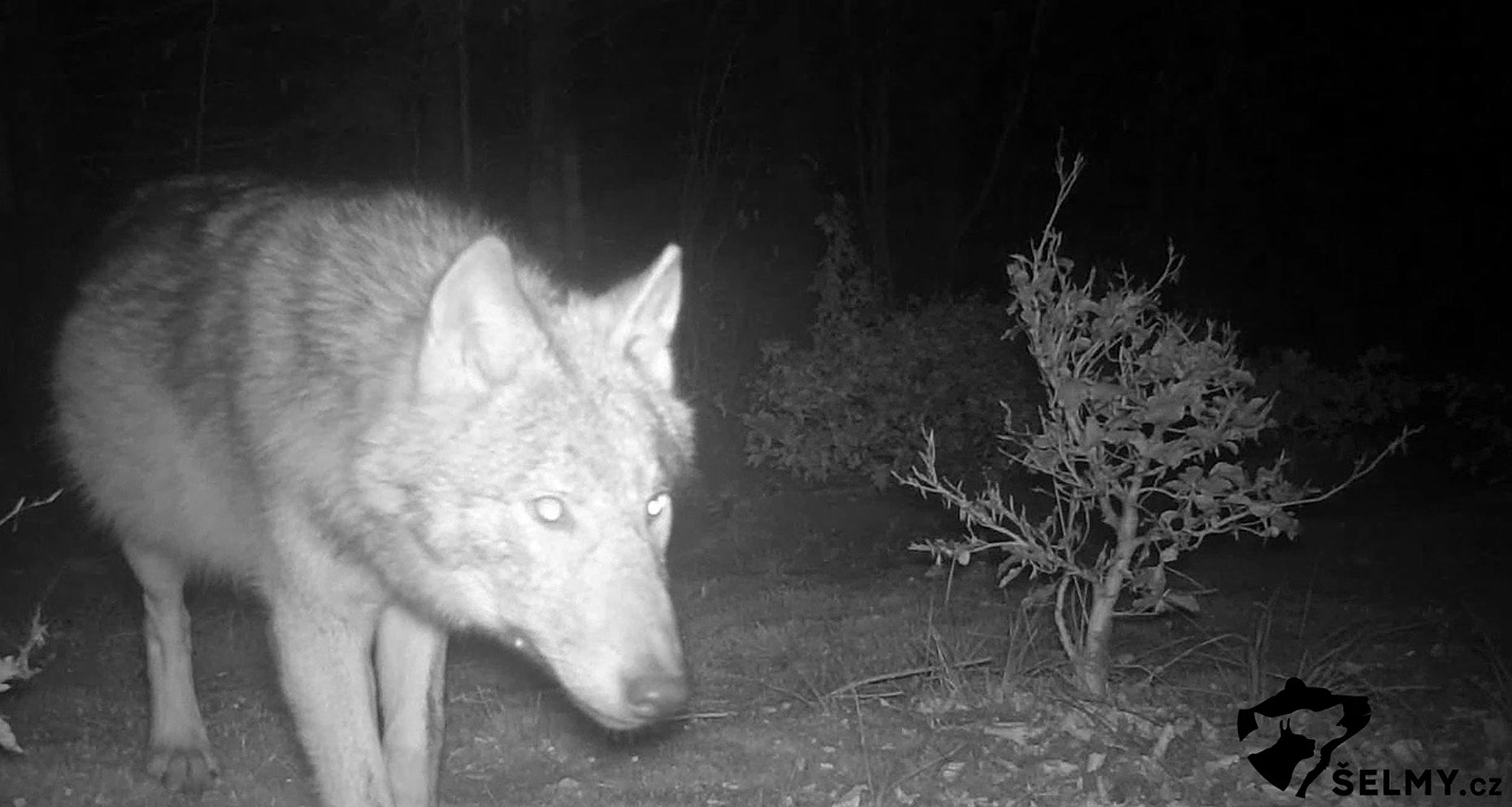 Záběr vlka z fotopasti, zdroj: Šelmy.cz