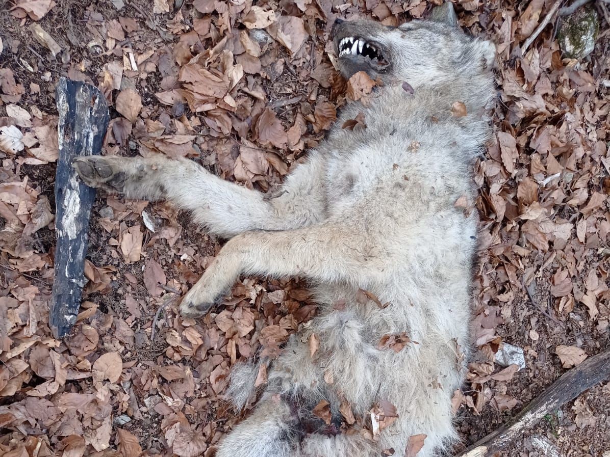 Tělo uhynulého vlka, zdroj: AOPK ČR